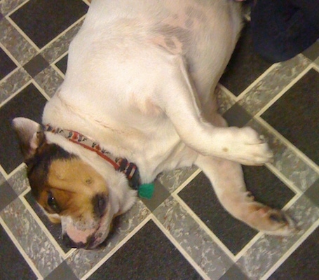 Mugsy the Bull Jack laying down on a tiled floor