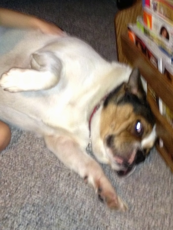 Mugsy the Bull Jack laying on a carpet, in front of a magazine rack