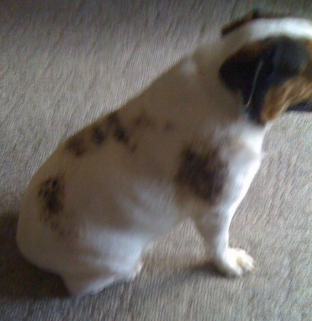 Right Profile - Mugsy the Bull Jack sitting on carpet