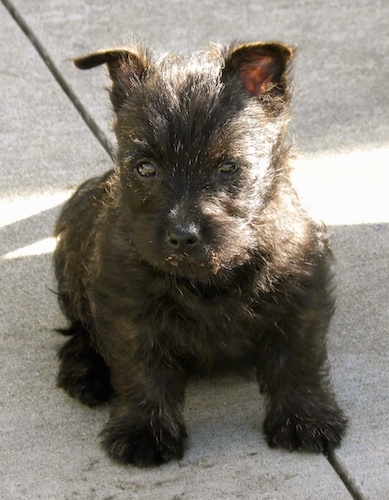 Bonnie the Cairn Terrier as a Puppy sitting on a crack on a sidewalk