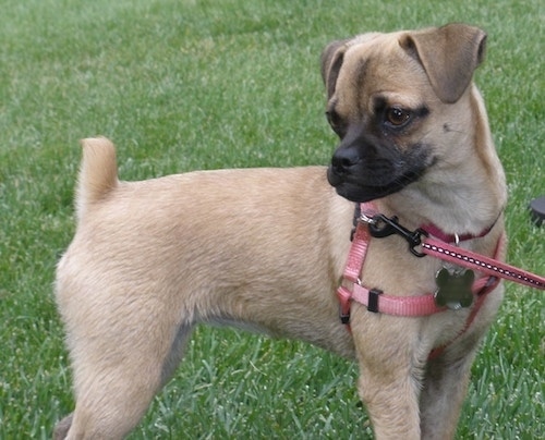 Harper the Carlin Pinscher puppy is standing outside and looking back behind it