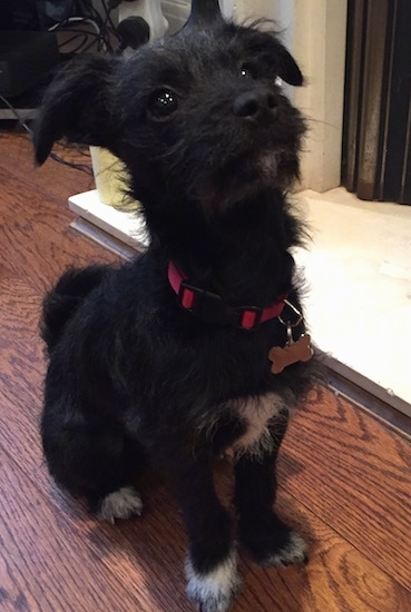 Chatterdale as a puppy sitting on a hardwood floor in front of a fireplace and looking at the camera holder