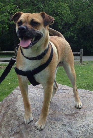 Riley the Cheagle standing on a rock with a black harness on and his mouth open and tongue out