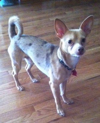 A small breed, large-perk-eared, tan with white and grey merled Chihuahua mix is standing on a hardwood floor looking forward and to the right of its body.