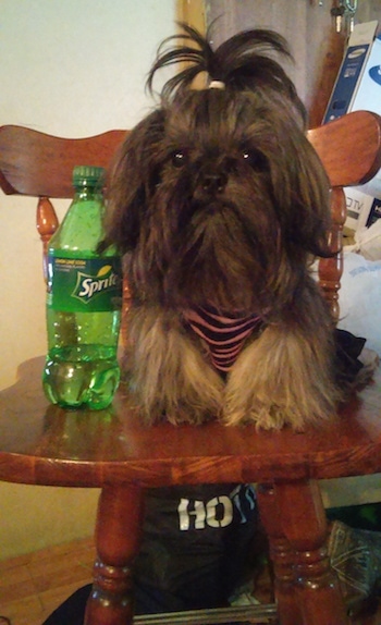 Izzy Bitsy Roberts the Chinese Imperial Dog is sitting in a wooden kitchen chair and there is a plastic bottle of Sprite next to it