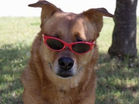 Close up head and neck shot - A tan Chinook mix is sitting in grass outside and it is wearing red brimmed sunglasses. There is a tree behind it.