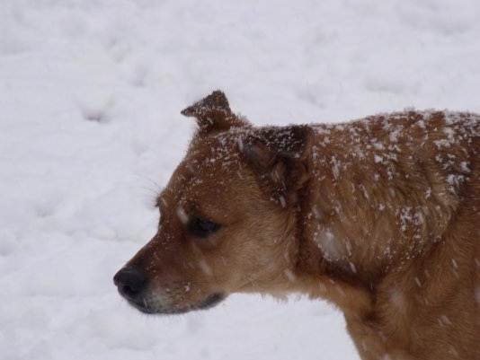 Side view head and neck shot - A black Chinook mix is standing in snow with snow all over its coat.