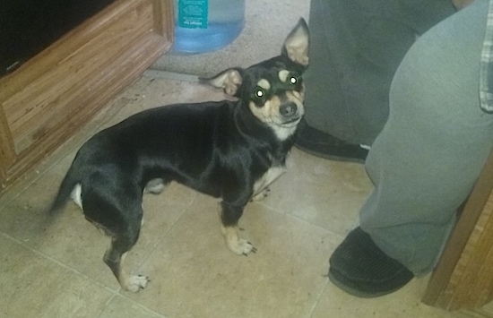 Lucky the black and tan Chipin is standing on a tiled floor in front of a person in green pants. It is looking back at the camera holder