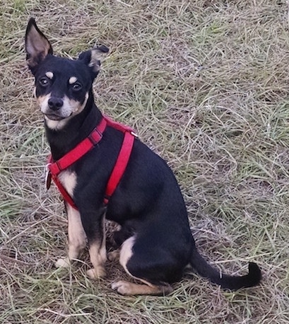 A black with tan Chipin dog is wearing a red harness sitting in brown grass.