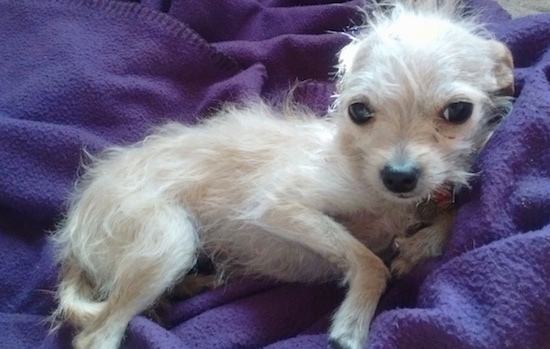 Lucy the white Chiwoxy is laying on a purple blanket and looking at the camera holder