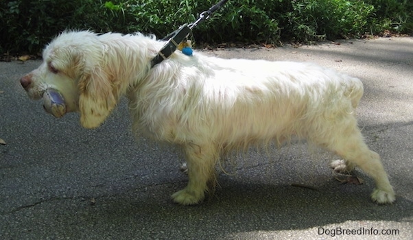 Left Profile - Bodie the Clumber Spaniel is pulling forward while on a leash with a toy in his mouth