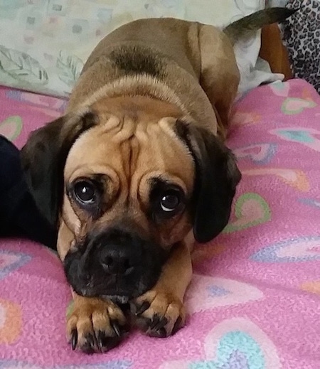 Shay the Cocker Pug is laying down on a bed covered in a pink blanket with different colored hearts on it and looking at the camera holder