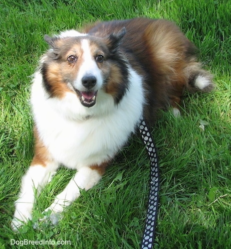 Finley the Collie is laying in grass and looking up at the camera holder with its mouth open