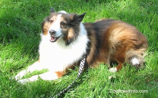 Finley the Collie is laying in grass and looking towards the camera holder with its mouth open