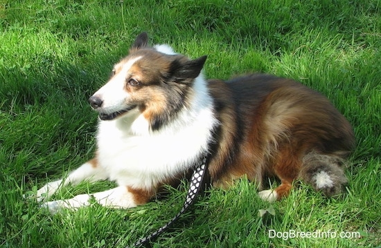 Finley the Collie is laying in an grass and looking forward