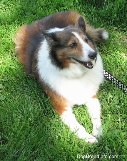 Finley the Collie is laying in grass and looking to the right