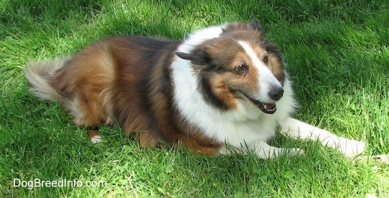 Finley the Collie is laying outside and his head is turned to the left of his body