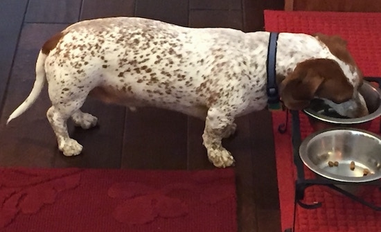 Right Profile - Blue the white with brown piebald Dachshund is drinking water out of a water bowl