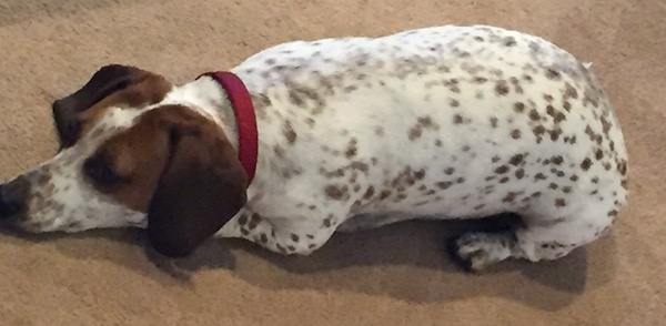 Red the brown and white spotted piebald Dachshund is laying on a sidewalk resting