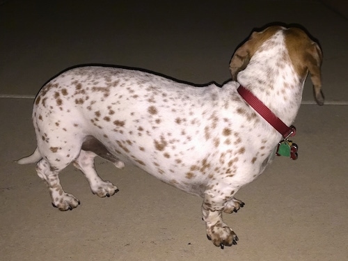 Red the brown and white spotted standard-sized piebald Dachshund is wearing a red collar and standing on a sidewalk