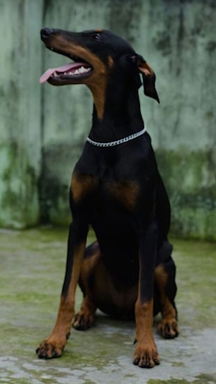 Deevo the Doberman Pinscher is sitting on a mossy ground with her head turned to the left. Her mouth is open and her tongue is part way out