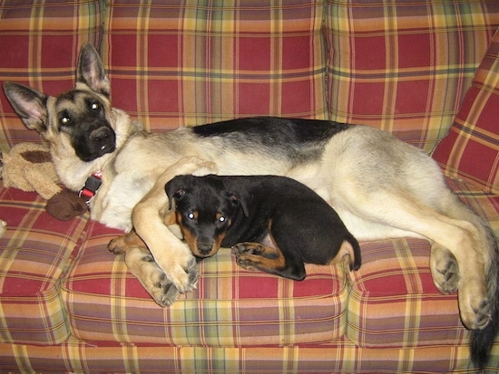 The left side of a tan with black German Shepherd that is laying on a couch with a black with brown Rottweiler puppy laying in front of it.