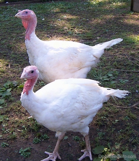 How do male and female turkeys differ?