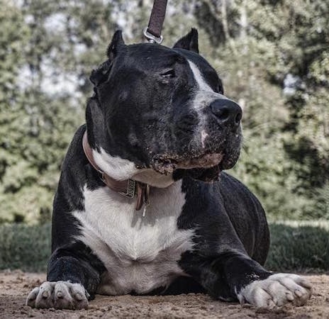 Canis the Domitius Maximus Mastiff is laying on a stone surface with grass and a lot of trees in the background