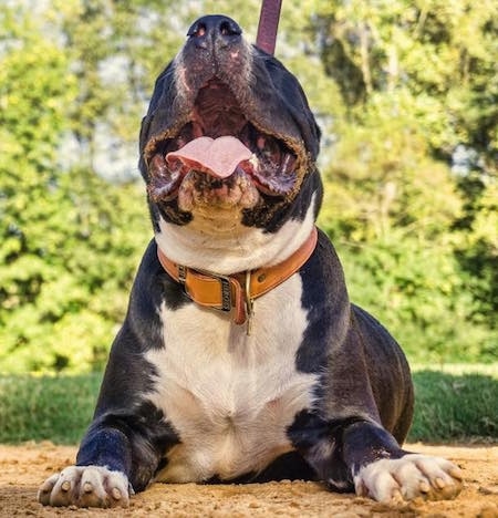 Canis the Domitius Maximus Mastiff is wearing a leather collar laying on a stone surface with its head up and mouth open