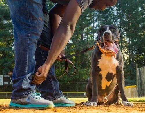 Canis the Domitius Maximus Mastiff is sitting in the infield of a baseball diamond with its mouth open and tongue out and a person is leaning over next to it.