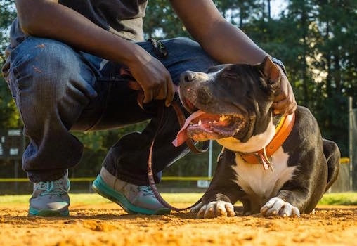 Canis the Domitius Maximus Mastiff is laying on the infield of a baseball diamond being pet by the person kneeling next to him.