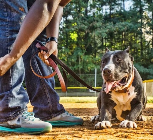 Canis the Domitius Maximus Mastiff is laying on the infield of a baseball diamond while on a leather leash with a person bent over top of him