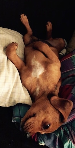 Remy the reddish-brown Doxle puppy is laying upside down belly-up on a couch next to a pillow. He has a white patch on his belly.