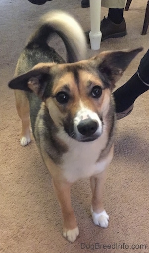 Ellie the black, tan and white Elk-a-Bee is standing on a tan carpet in a house in front of a table. Her tail is wagging.