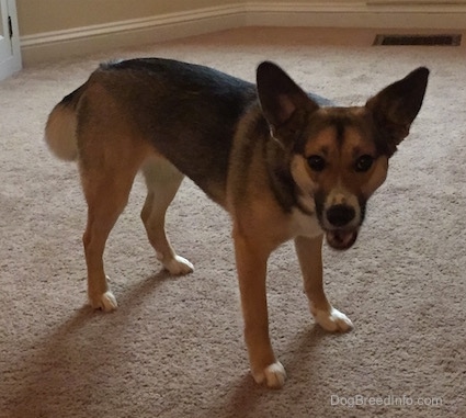 Ellie the large-eared black, tan and white Elk-a-Bee is standing on a carpet. Her mouth is open. It looks like she is smiling