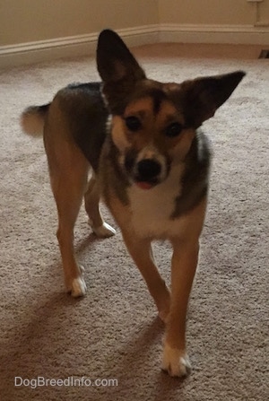 Ellie the black, tan and white Elk-a-Bee is walking across a tan carpet. Her tongue is slightly out