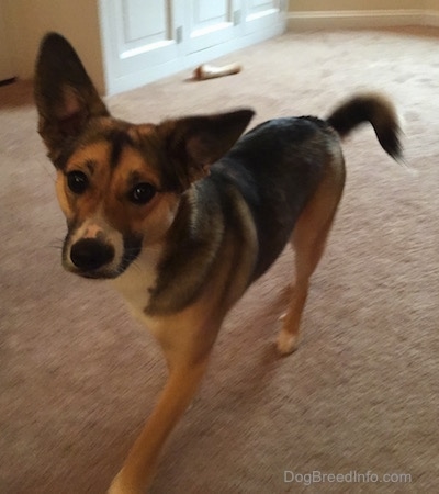 Ellie the black, tan and white Elk-a-Bee is running across a room. There is a bone in the background