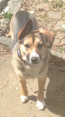 Ellie the black, tan and white Elk-a-Bee is standing outside in a walkway. She is looking up. One ear is flopped up and One ear is down