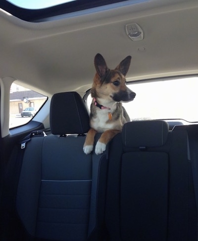 Ellie the black, tan and white Elk-a-Bee is in the back hatch of a vehicle jumped up with her paws on the top of the back seat and looking to the right