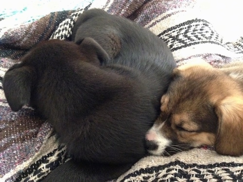 Jack and Ellie the Elk-a-Bee puppies are laying next to each other on a rug. Jack is black and Ellie is black, tan and white.