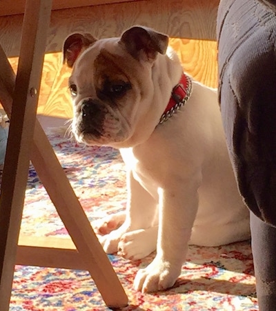 Chicklet the English Bulldog puppy sitting under a table near a couch