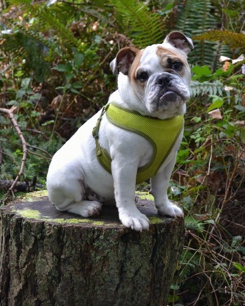 Chicklet the English Bulldog puppy wearing a green harness sitting on a mossy stump