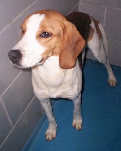A white, tan and black tricolor English Foxhound is standing on a blue floor against a gray tiled wall.
