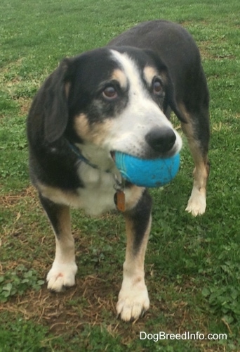 Gus the graying black, tan and white Entlebucher Mountain Dog is standing outside in a field. He is holding onto his blue ball and looking forward.