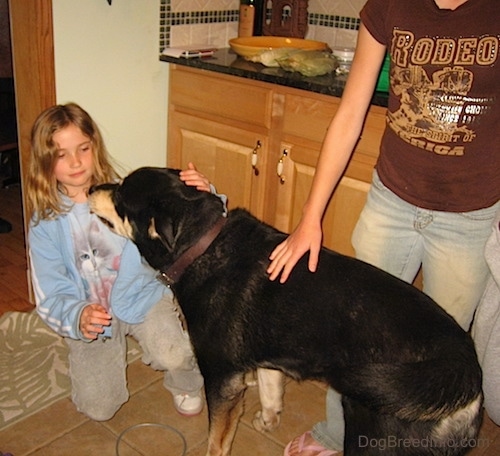 A Husky Rottie mix dog standing in a kitchen in front of two girls