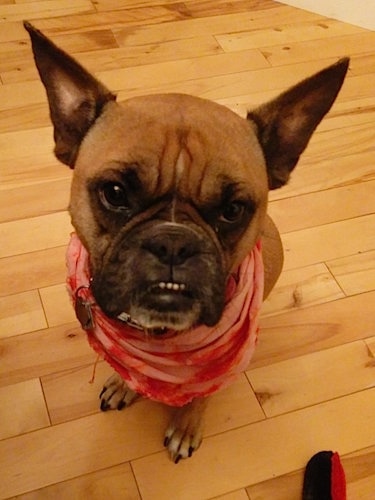 Hetti the tan with black Free-lance Bulldog is wearing a pink with red scarf around her neck while sitting on a hardwood floor. She is looking up