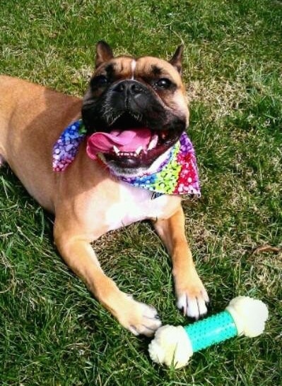 Hetti the tan with black Free-lance Bulldog is wearing a rainbow colored bandana outside. She is laying down and there is a toy bone in front of her. Hettis mouth is open and its tongue is hanging to the left