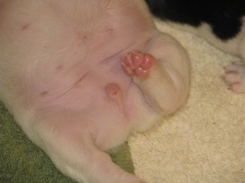 Close Up - Moe the French Bulldog Puppy Belly, Genitalia and Puppy Paw side up
