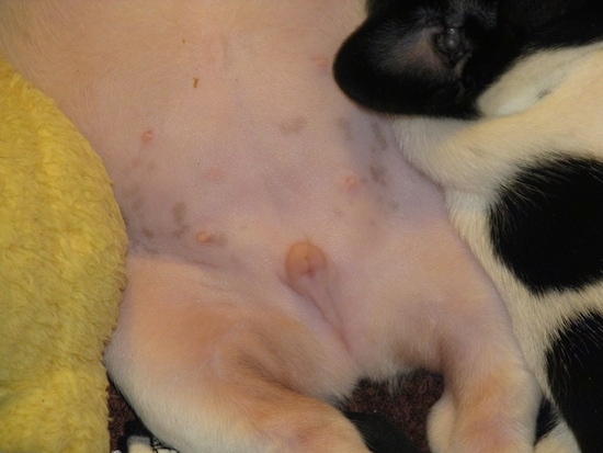 Close Up - Moe the French Bulldog Puppy Belly and Genitalia is laying next to a dog