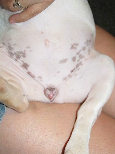 Moe the French Bulldog Puppy belly and mixed parts in the lap of a lady
